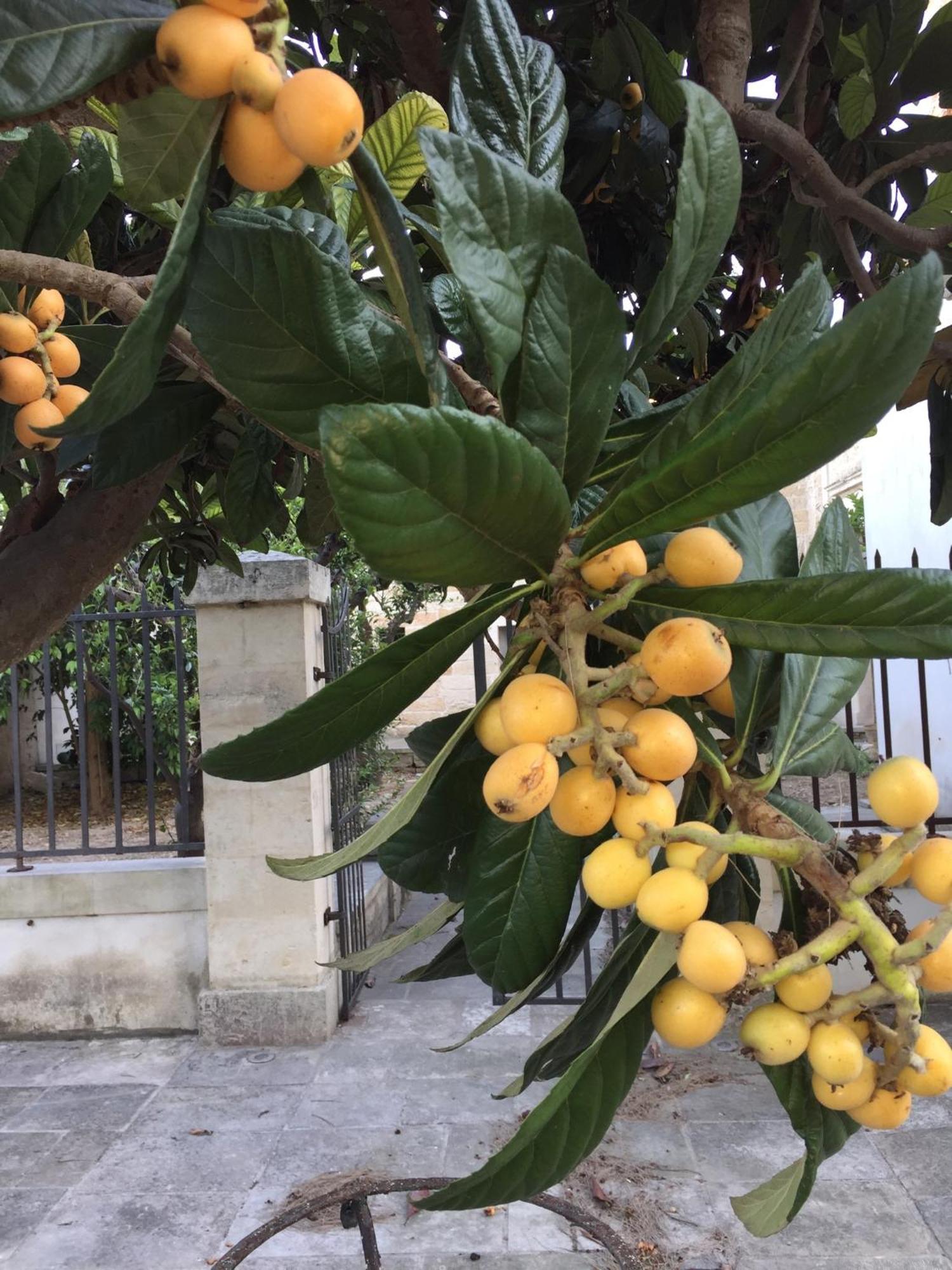 Palazzo De Carlo E Il Parco Dei 7 Pozzi Acomodação com café da manhã Lecce Exterior foto